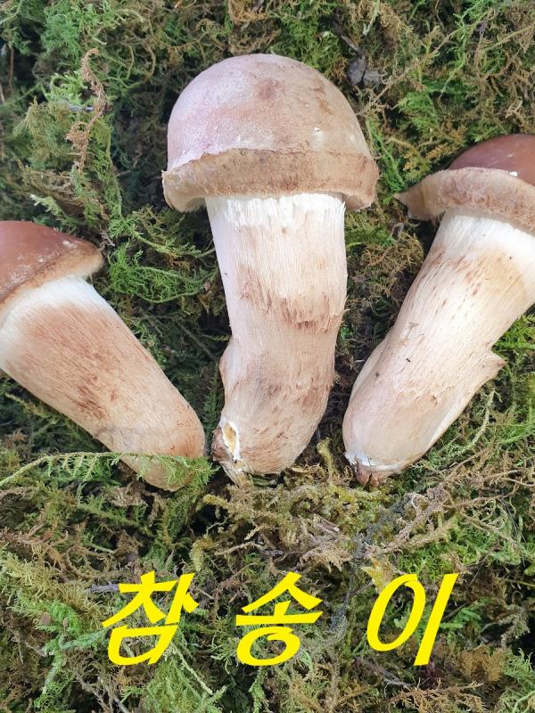 곡성 특산물 무농약 참송이버섯 500g + 참송이칩
